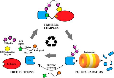 Frontiers Overcoming Cancer Drug Resistance Utilizing PROTAC Technology