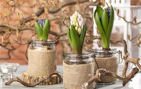 Hyacinthus Orientalis Blau Hyazinthe Pflanzen Online Bestellen