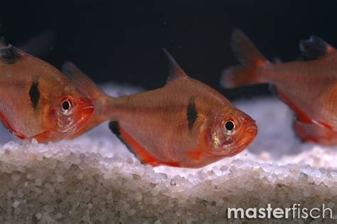 Serpae Tetra - Hyphessobrycon serpae | MasterFisch