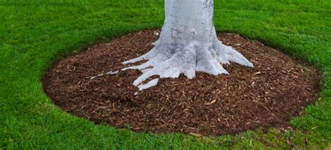 Why You Should Avoid Mulch Volcanoes American Landscape