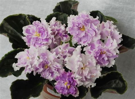 African violets, Floral wreath, Flowers