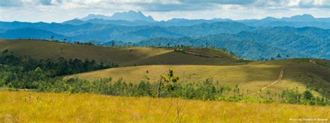 Where Do Trees Grow Answers From The Bald Hills Of Belize Wild Earth