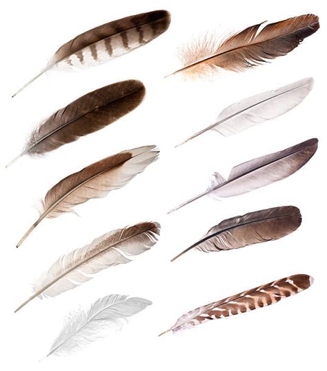 Indian Eagle Feathers