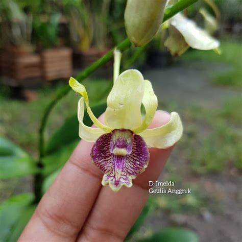 Jual Anggrek Dendrobium Imelda Marina Masagung Shopee Indonesia