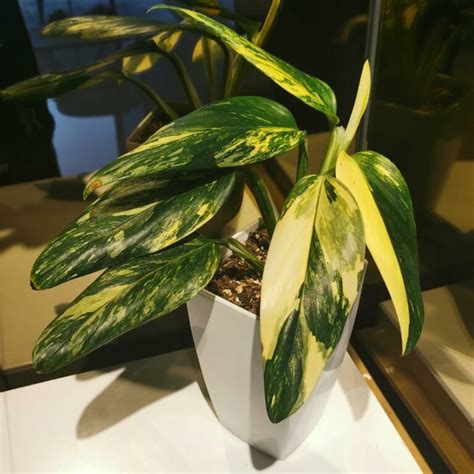 Stunning Features Of Monstera Standleyana Var Transform Your Space