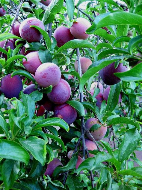 Care Of Plum Tree Tips On How To Grow A Plum Tree