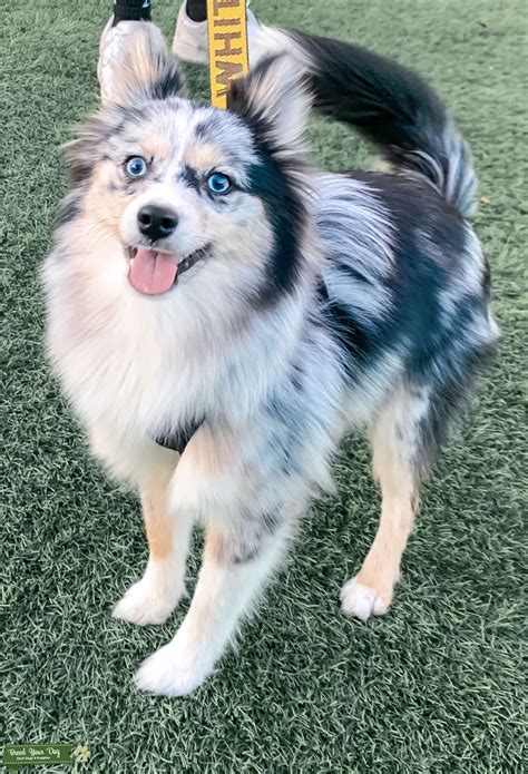 Blue Merle Pomsky Stud - Stud Dog in Miami, FL, the United States ...