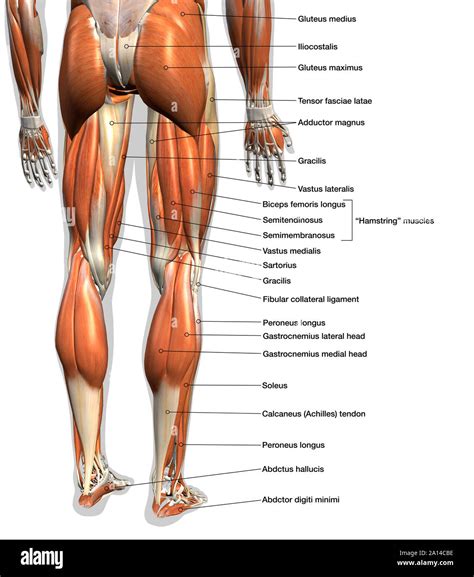 Leg Muscles Diagram Labeled - Female Posterior Leg Muscles Labeled On ...