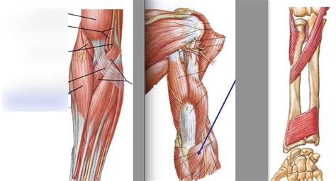 4 Muscles Acting On The Elbow And Radioulnar Joints Diagram Quizlet