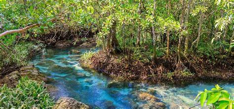 Natural Vegetation In India Geeksforgeeks