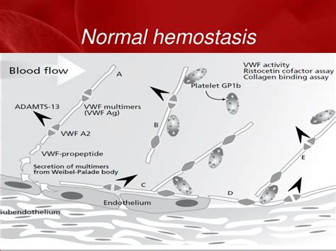 Ppt Activation Of The Hemostatic System During Cardiopulmonary Bypass