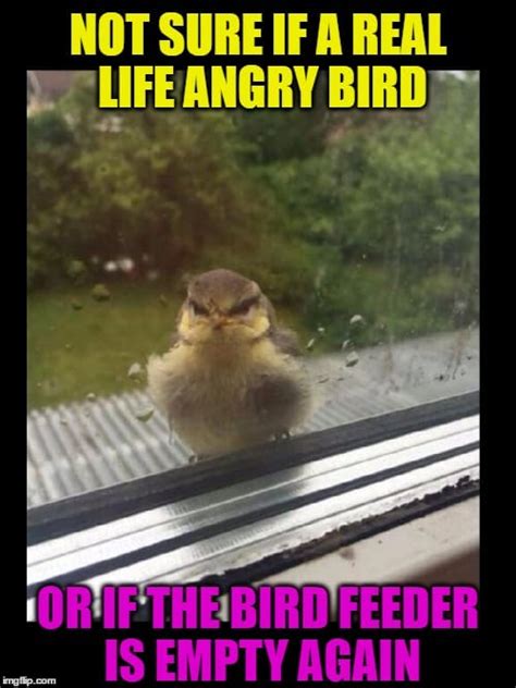 7 Best Angry Birds Memes For A Laugh