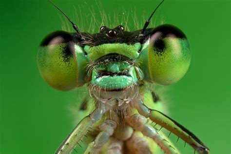 The Eyes Of Damselflies A Gallery On Flickr