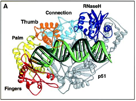 Structure Of A Covalently Trapped Catalytic Complex Of HIV 1 Reverse