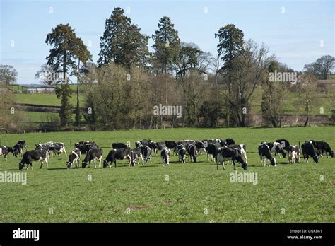 Domestic Cattle Holstein Friesian Type Dairy Cows Herd Grazing In