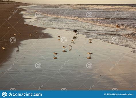 Sandpipers On The Shoreline At Sunset Stock Photo Image Of Calm