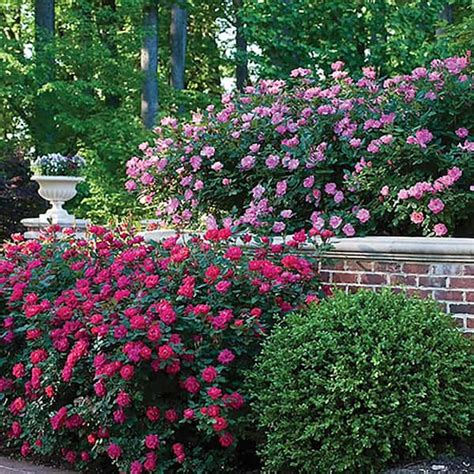 Red Double Knockout Rose Bush Original Sale Ids Deutschland De