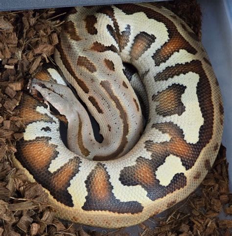 Adult Goldeneye Pos Het T Blood Python By Good Vibe Exotics