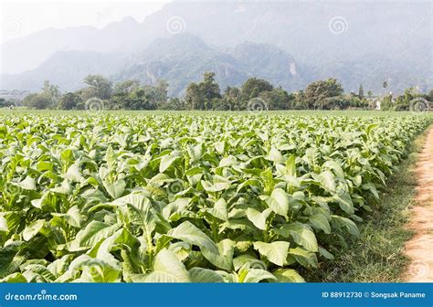 Campo Del Tabacum De La Nicociana Foto De Archivo Imagen De Cigarro