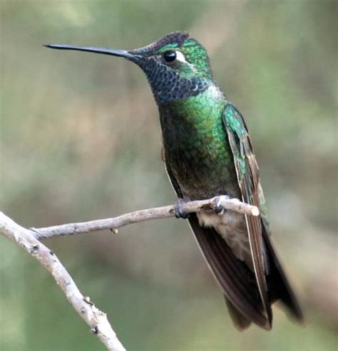 Green And Black Bird Cave Creek Ranch