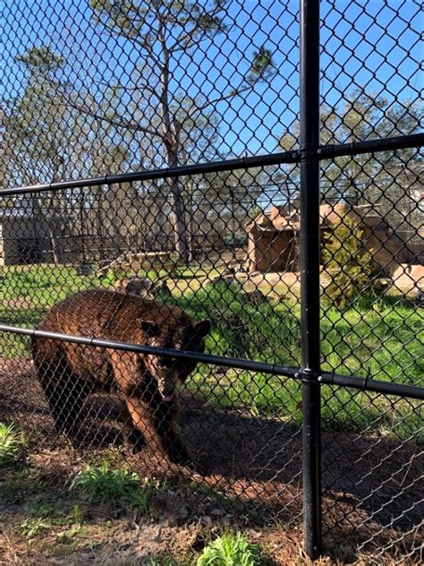 Alabama Gulf Coast Zoo Animal Encounters - My Traveling Roads