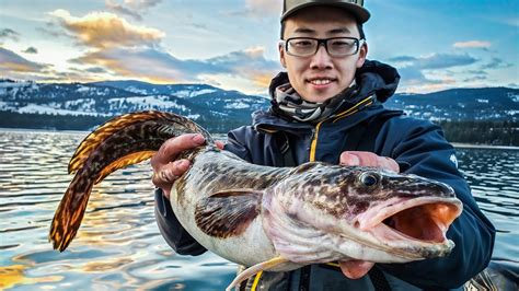 Burbot Catch Clean Cook Full Day Of Walleye Burbot Action