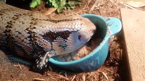 Blue Tongue Skink Eating Her Dinner Youtube