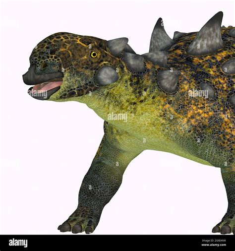 The Ankylosaurid Euoplocephalus Was A Herbivorous Armored Dinosaur That Lived In Canada During