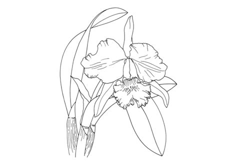 Dibujo De Una Orquidea Orchid Drawing Dibujo Orquidea Peakd