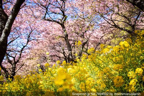 菜の花と河津桜の写真・画像素材 7494502 Snapmart（スナップマート）