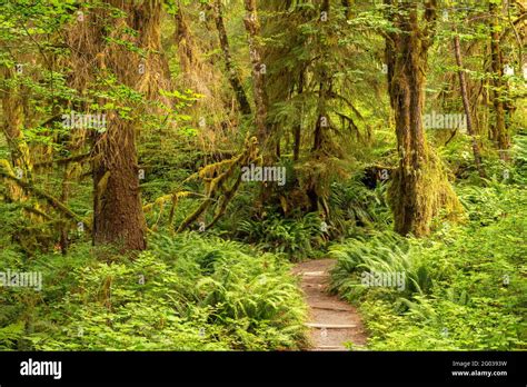 Hall of mosses, washington hi-res stock photography and images - Alamy