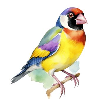 Finch Bird With Branch Composition Watercolor Illustration, Finch, Bird, Animal PNG Transparent ...