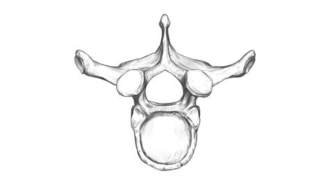 T V Thoracic Vertebra Superior View Speed Drawing Youtube