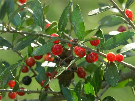 Lsu Agcenter Garden News Yaupon Holly Keeps Your Landscape Green And