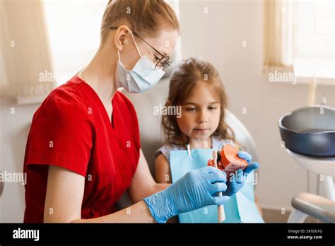 Leçon d hygiène buccale du modèle anatomique de la mâchoire pour l