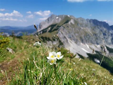 Alpine Blumen In Einer Wiese Hoch In Den Bergen Stockbild Bild Von