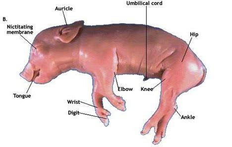 Fetal Pig Practical Flashcards Quizlet