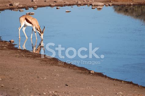 Springbok Drinking Stock Photo Royalty Free Freeimages