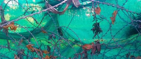 Pussy Riot Closing Statements Online Only N