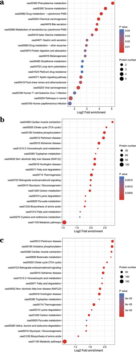 The Kegg Enrichment Of Differential Abundance Proteins Proteins Download Scientific Diagram