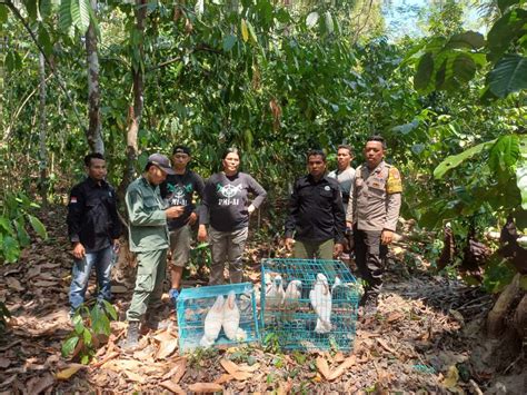 BKSDA Maluku Lepasliarkan Burung Kakatua Rakyat Maluku