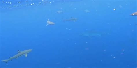 Person Has Close Encounter With Tiger Shark Watch Now