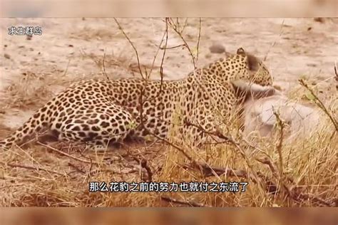 被花豹锁喉的疣猪，随后又被鬣狗扒了皮裤，疣猪太可怜了鬣狗