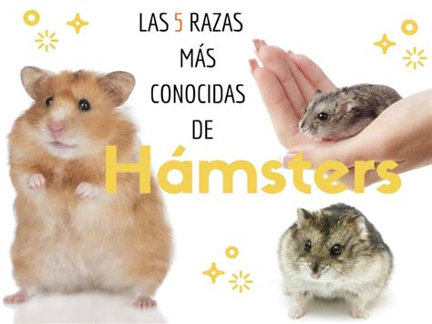 Las 5 razas de Hamster más conocidas Todo mascotas