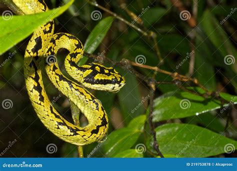 Sri Lankan Green Pit Viper Sinharaja National Park Rain Forest Sri