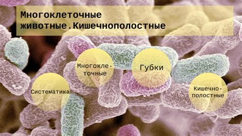 Многоклеточные животные. Кишечнополостные by Dasha Tsokolova on Prezi