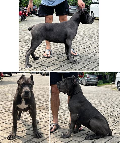 Jual Cane Corso Betina Anjing Cane Corso Anjingkita Id