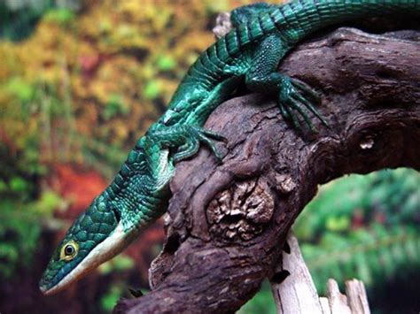 Abronia Graminea Amphibians Lizard Reptiles And Amphibians