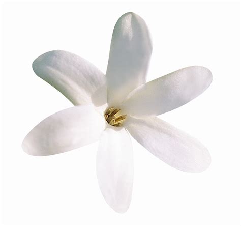 Honestbeauty: Fleur Tiaré