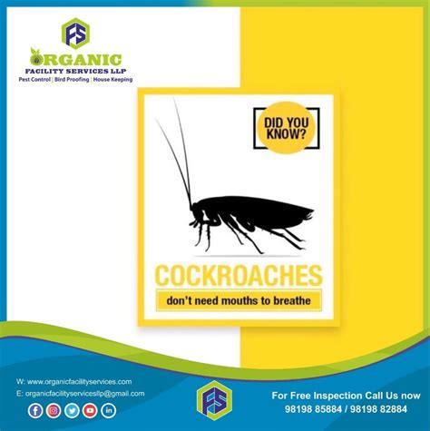 Cockroaches Pest Control Service at Rs 500 sq ft ककरच पसट कटरल